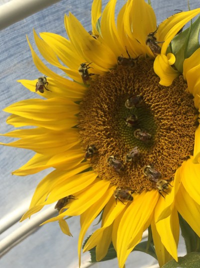 Bees on Sunflower