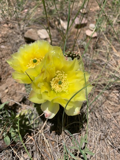 Wild Flowers